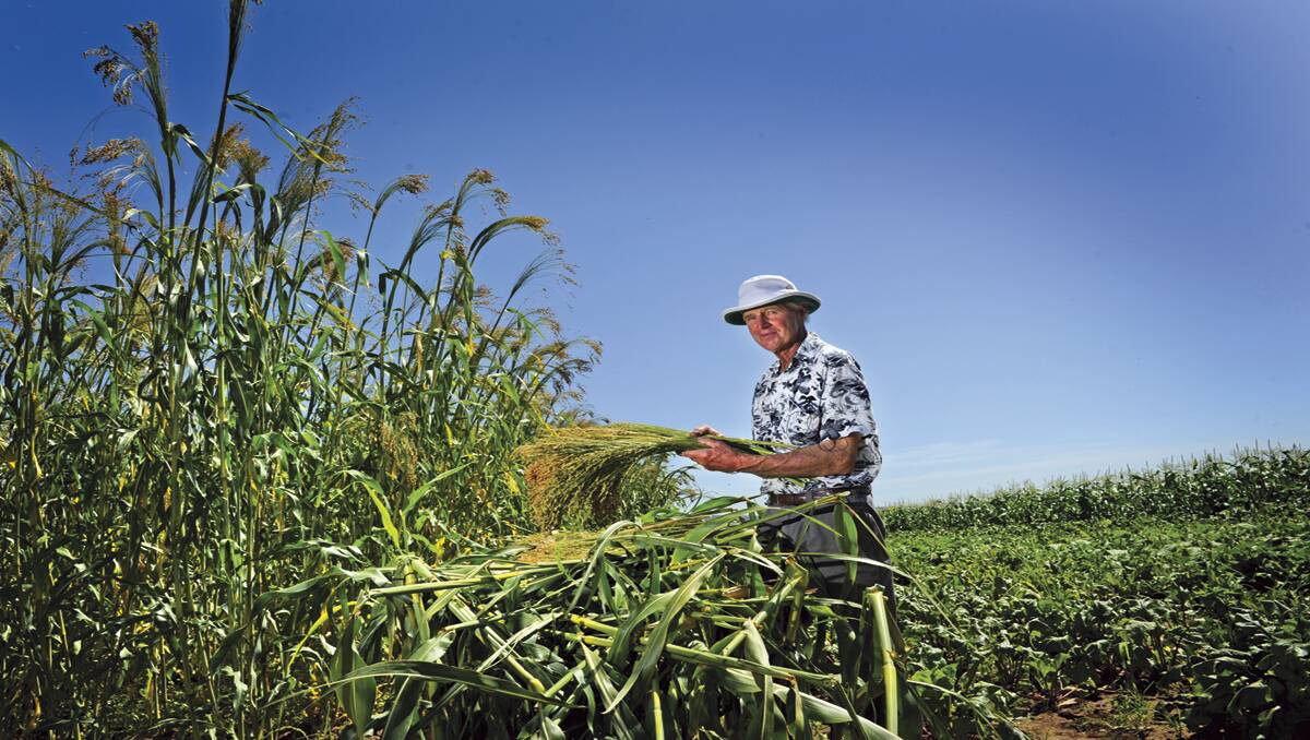 BUMPER CROP:  John Wright and his “beautiful crop” of millet.  