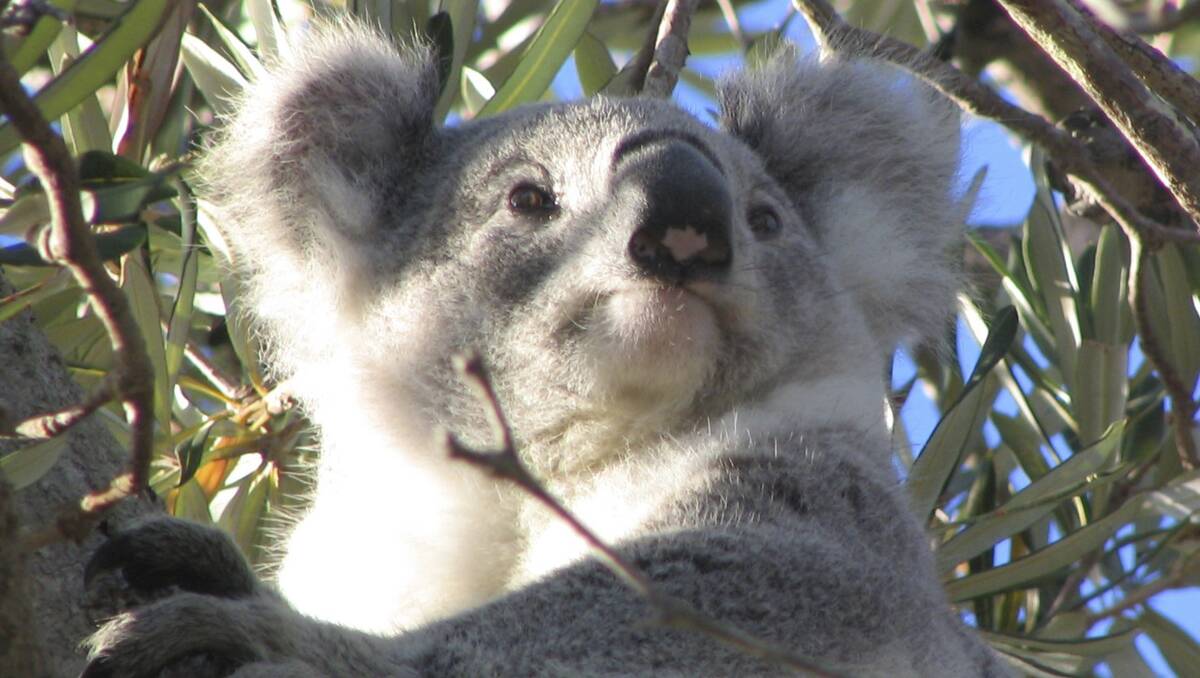 SHADE A KEY:  There has been a lack of understanding of the importance of shelter trees for koalas, especially in prolonged high temperatures. 