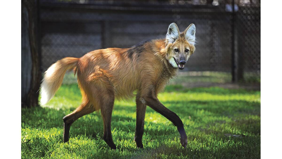 SETTLING IN:  Rocho, the male maned wolf.                Picture by MARINA NEIL