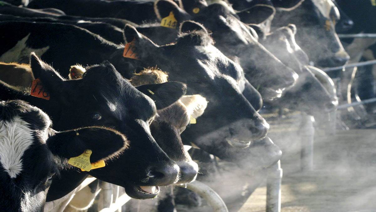 HIGH COST: The milk price war between Coles and Woolworths is forcing dairy farmers out of the industry.
