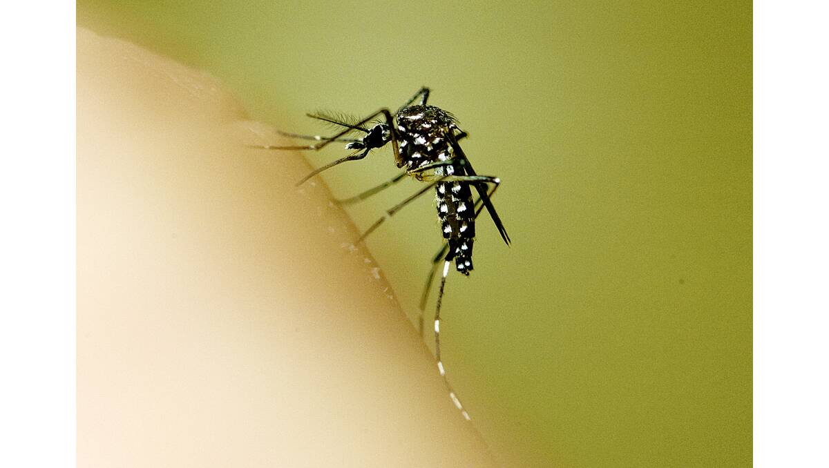 Hunter New England Health has confirmed five cases of the mosquito-borne virus Ross River Fever in the past month in an area that stretches from Maitland to Murrurundi and up to the state’s north-west.