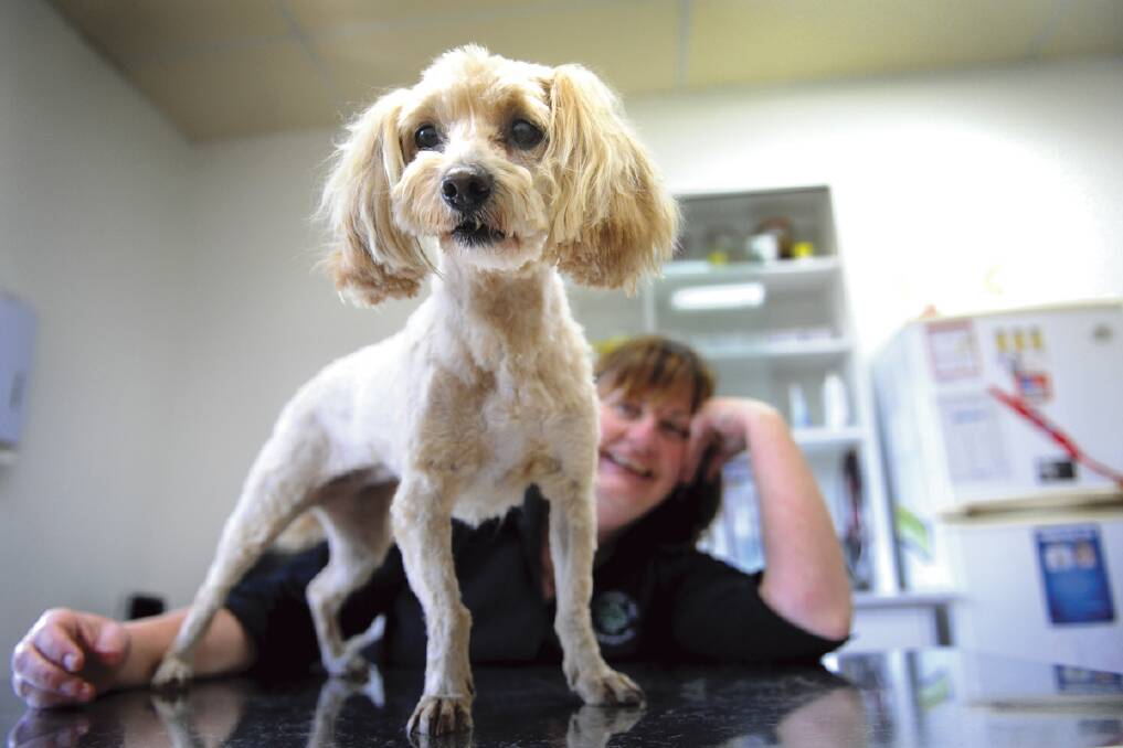 CHECK FOR TICKS:  Maitland vet Louise Trist with Sandy who has just had a hair cut for summer.  	Picture by MARINA NEIL