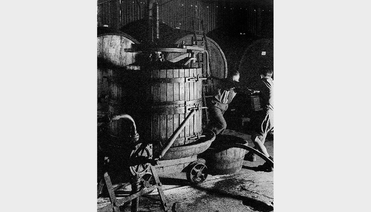 DISPLAY: For the first time,Vintage – The lost works of Max Dupain – is on display in a collection of forgotten images of wine grape vintages in the Hunter