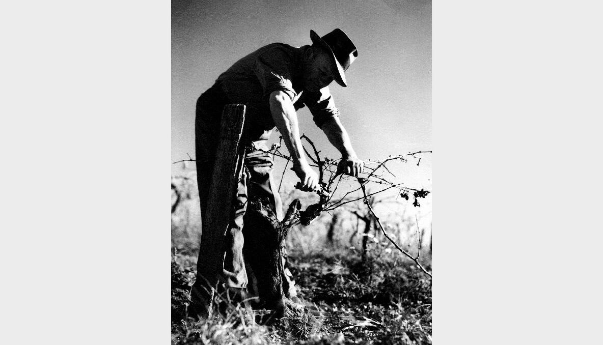DISPLAY: For the first time,Vintage – The lost works of Max Dupain – is on display in a collection of forgotten images of wine grape vintages in the Hunter