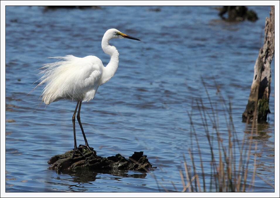 BY THE WATER: A plumed egret.