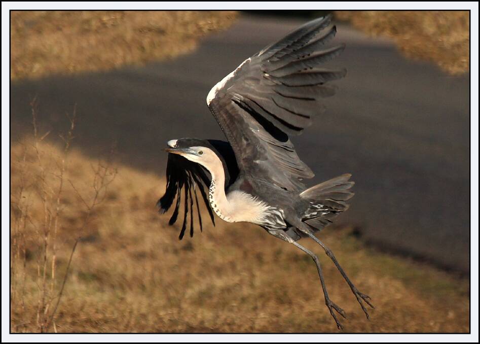 HERON: A pacific heron taking to the air