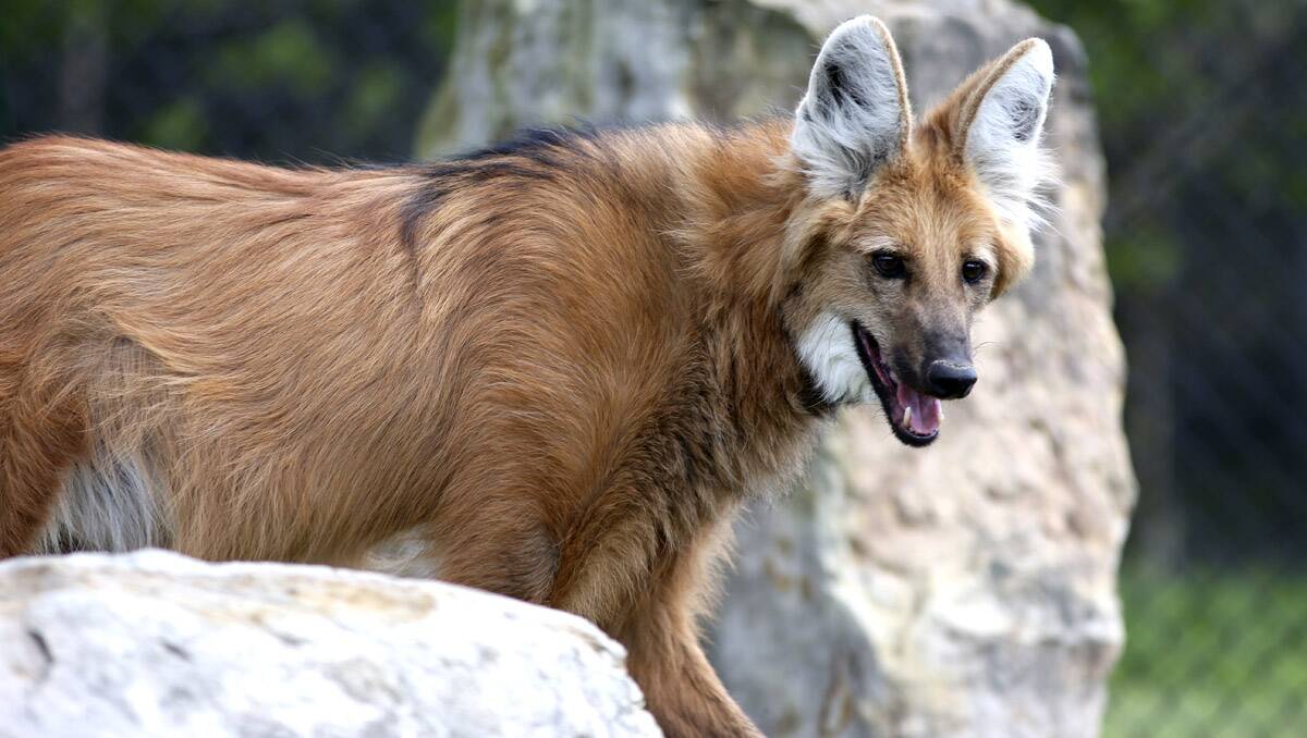 OUT AND ABOUT: Rocha is a male maned Wolf and shows him in his pen at Hunter Valley Zoo.