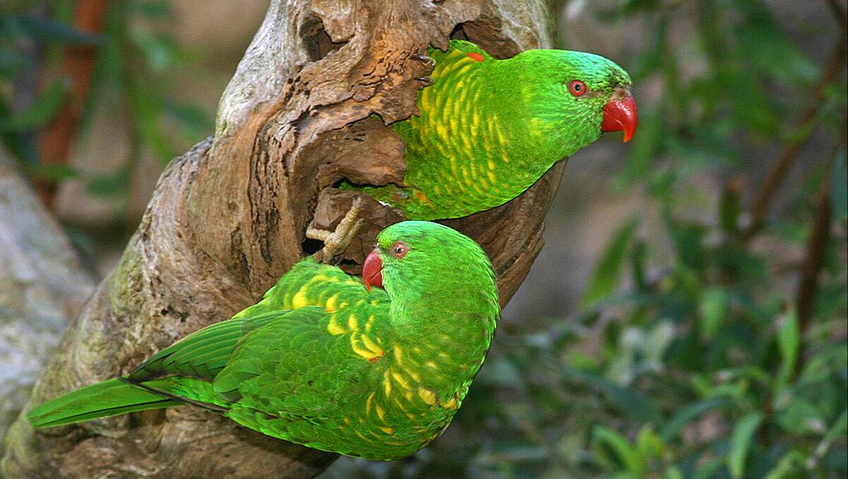 LORIKEET LOVE: Scaly breasted lorikeets. Picture by JIM THOMSON