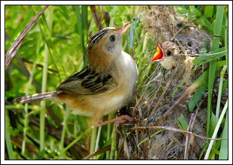 HUNGRY MOUTH:  A cisticola feeding a chick, the first bird spotted on the day.
