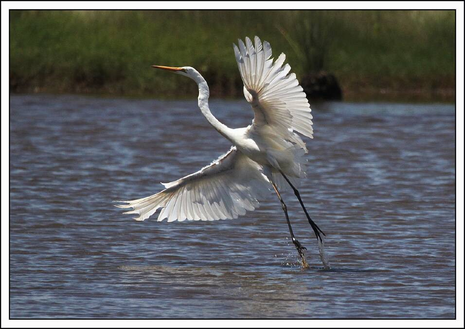 TO THE AIR: An egret soars across Hexham Swamp.