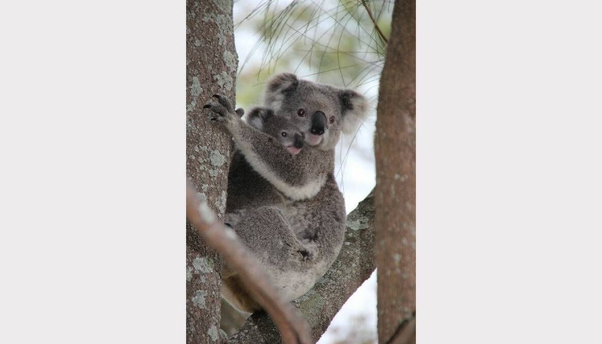 'Koala, Soldiers Point' by Kylie Hubbard.