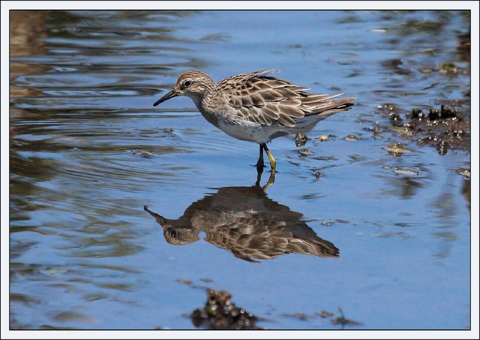 SANDPIPER: The sharp tailed sandpiper wading in the shallows.