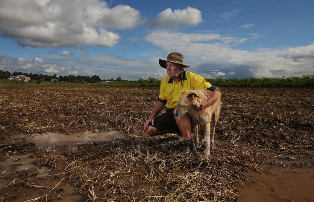 Chasing our tails: Matt Dennis with Millie the dog, crouching in an eggplant crop lost to rain at Nebo Farm, East Maitland. Picture: Simone De Peak