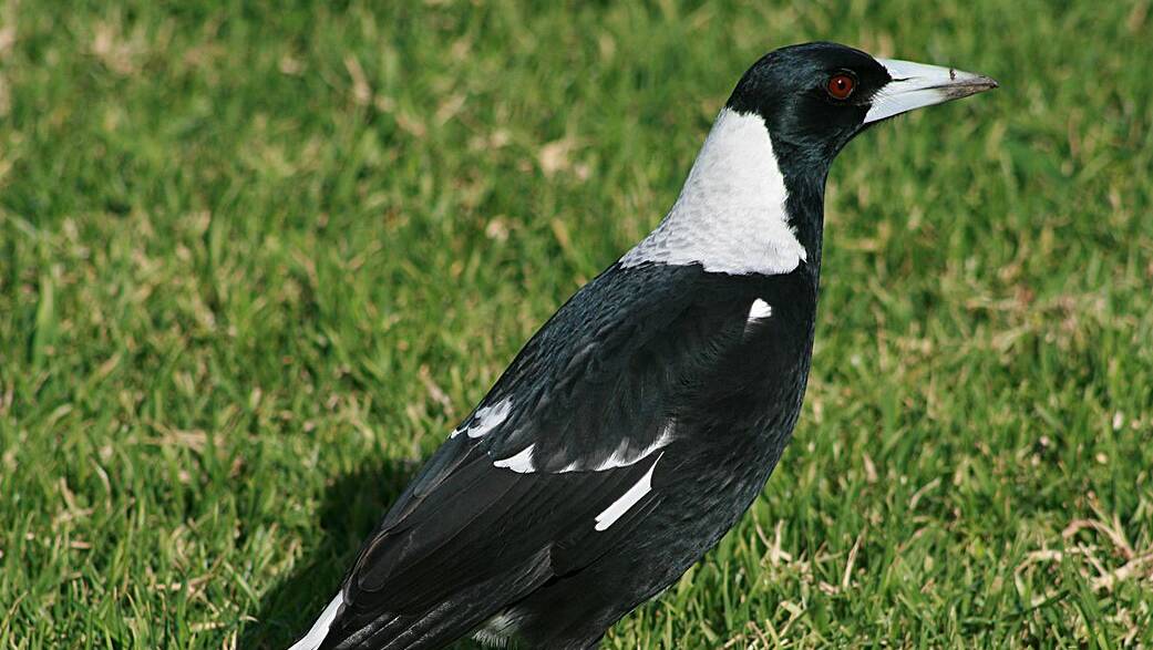 Only about 10 per cent of magpies are aggressive. Picture: Creative Commons