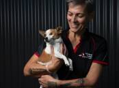 FREE MICROCHIPPING: Dee Walters, manager at Maitland Animal Management Facility and Ruby. Picture: Marina Neil.