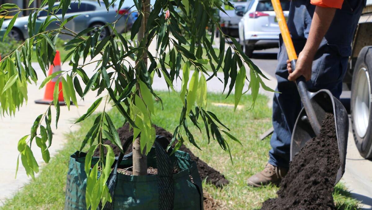 Council's community tree planting program is on again. Picture supplied.