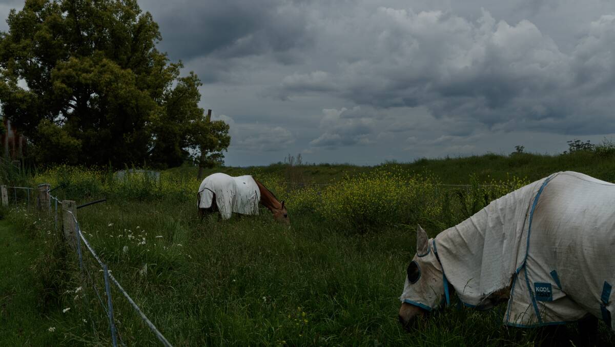 Horses grazing in Sempill Street, Maitland as moody clouds gather overhead. Picture by Max Mason-Hubers