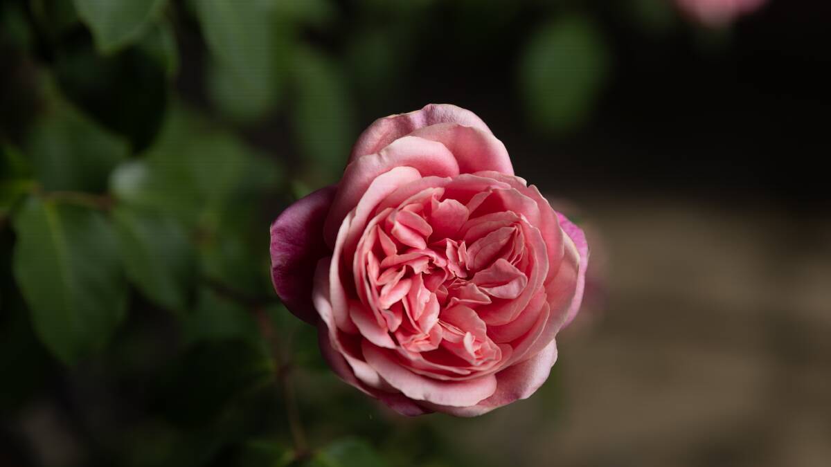 A rose in the Wilga Abrahams Heritage Rose Garden. Picture by Marina Neil