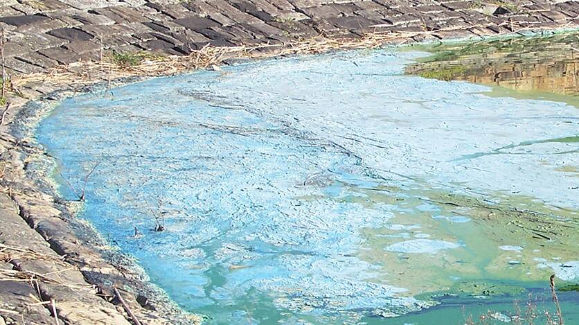 HARMFUL: A red alert has been issued after blue green algae was found at Telarah Lagoon. 