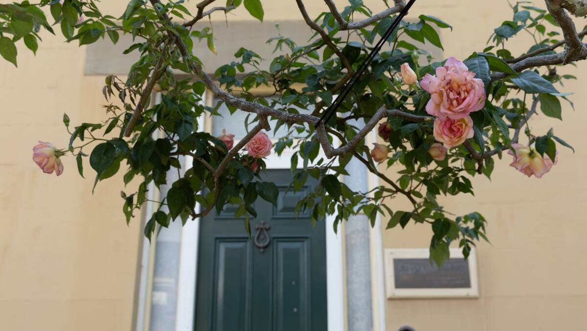 A rose plant from the heritage garden in front of Grossmann House's front door. Picture by Marina Neil