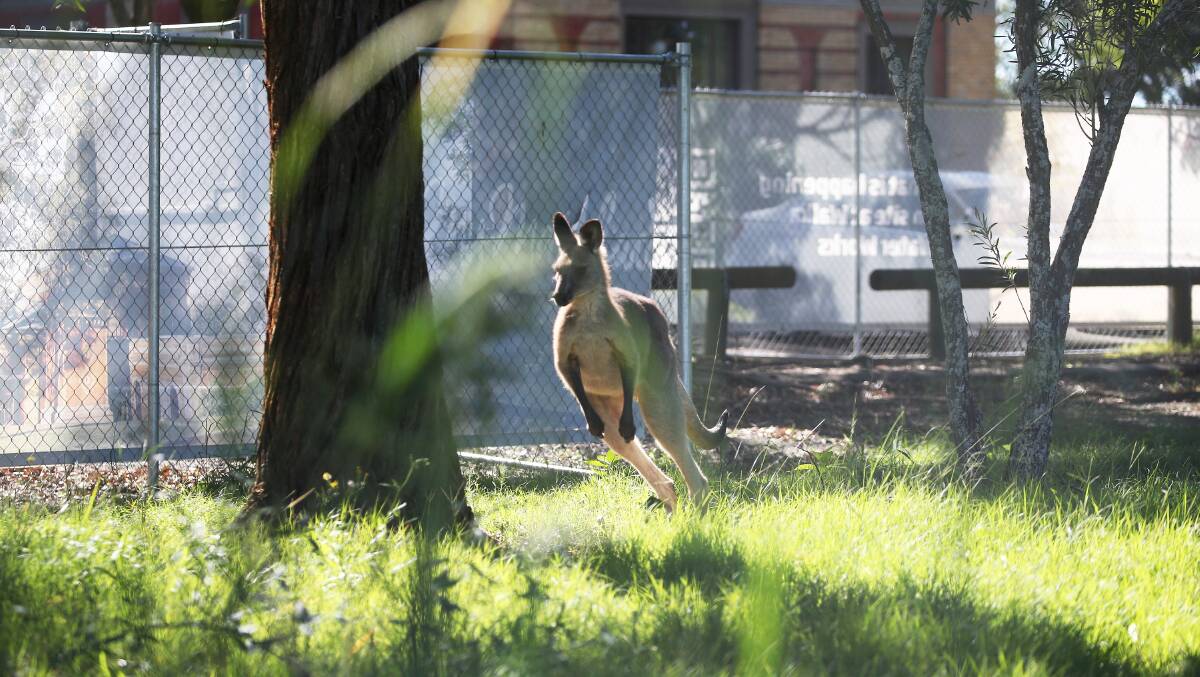 A kangaroo in a fenced off section of Walka Water Works. Picture by Peter Lorimer.