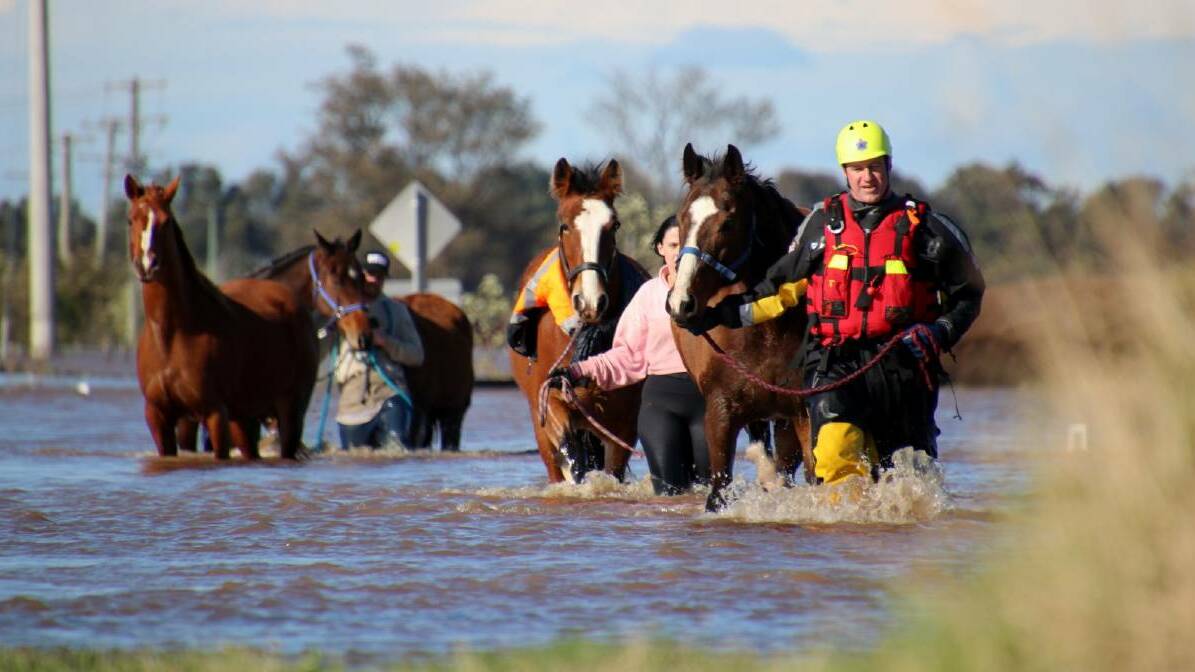 On Saturday, July 9 2022, 20 horses were rescued at Millers Forest. Picture supplied.