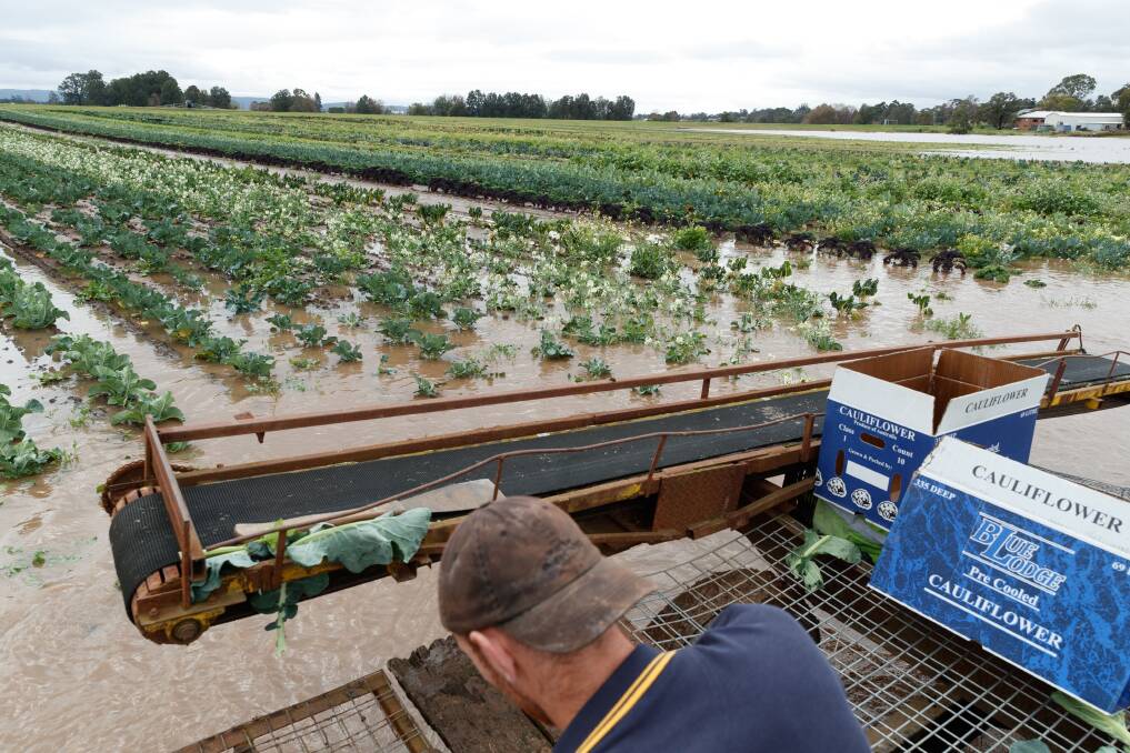 Farm hand Kyle Yerbury in Pitnacree, near Maitland in NSW, looking at half flooded crops and newly sown seedlings which will likely fail in July this year. Picture Max Mason-Hubers.