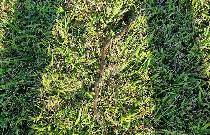 SNAKES: Overgrown vacant land is causing a major snake issue for Aaron Cove residents in the summer months. Picture supplied
