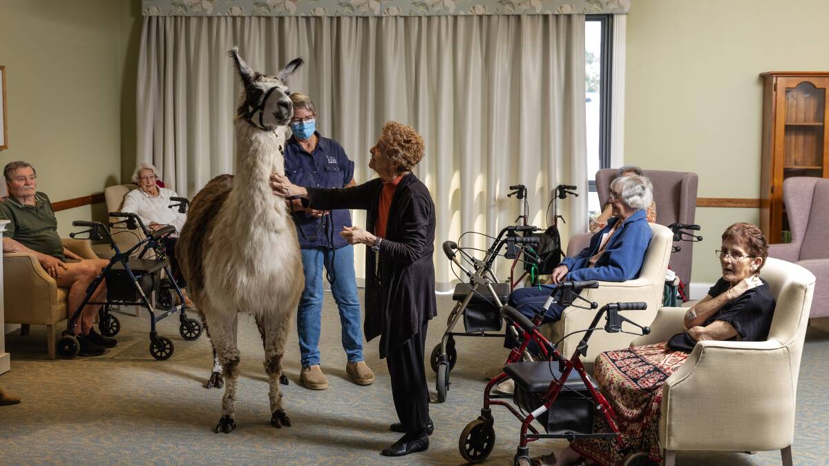 Ambrose and Tyrion from The Llama Collective visited residents from Benhome Masonic Village on Thursday, April 27. Pictures by Marina Neil. 