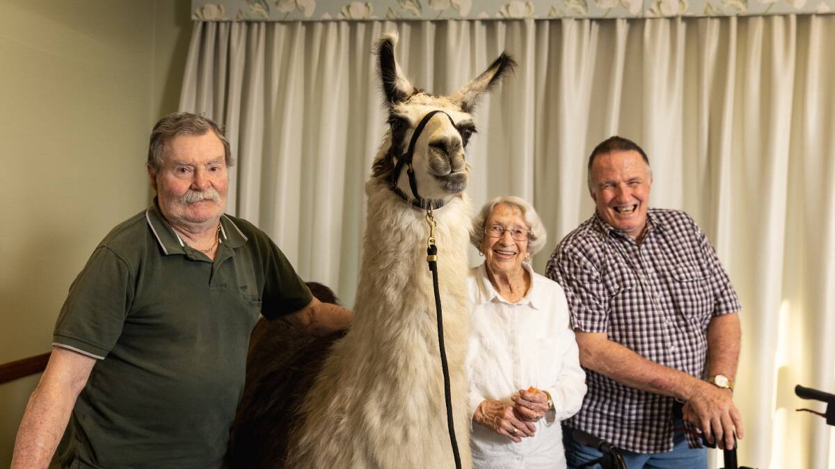 LLAMA VISIT: George Melmeth, Myrtle Burke and Gerald Reeve with Ambrose the llama from The Llama Collective. Picture by Marina Neil. 