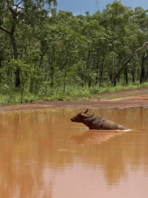 This buffalo was photographed going for a swim in the middle of the Central Arnhem Road, a major road in the NT. Picture by Stephen Parks. 