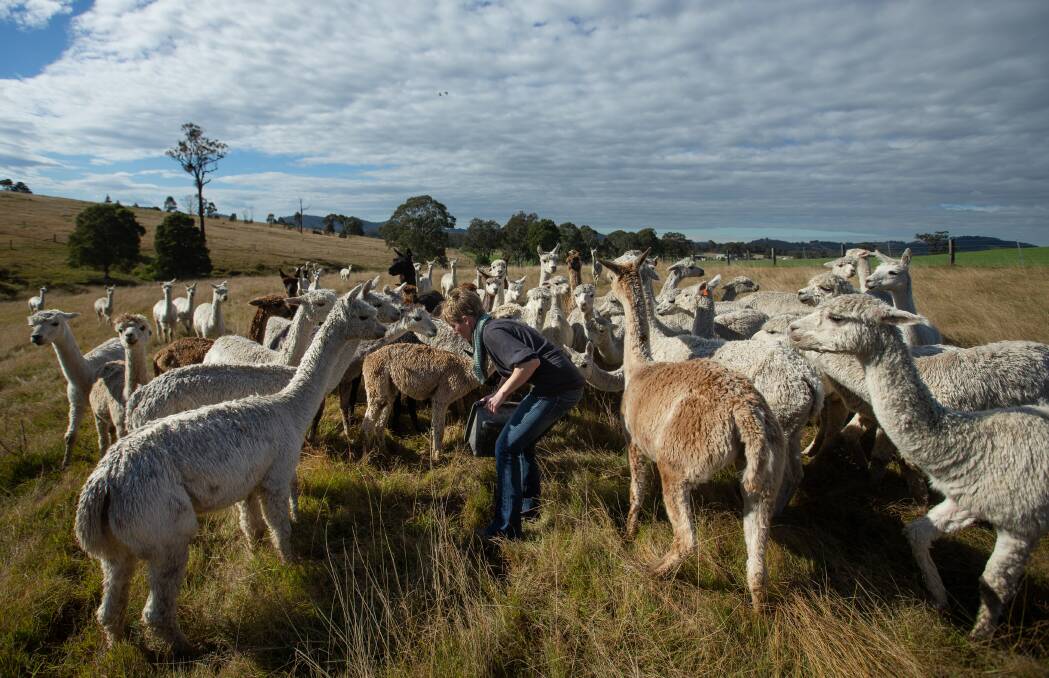 Fresher pastures: "It has a beautiful and hilly aspect; we liked the openness of it," says Bronwen Redgate of her acreage near Dungog. Pictures: Marina Neil 
