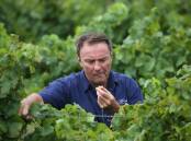 Day one: Winemaker Andrew Margan in a block of chardonnay at his Saxonvale vineyard being harvested just outside Broke in the Hunter Valley on Monday morning. "What we are picking today is brilliant," he said. Pictures: Peter Lorimer