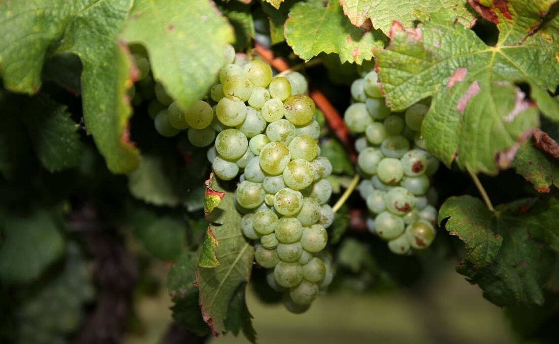 Ripe: Chardonnay grapes on the vine at Margan's Saxonvale vineyard. 
