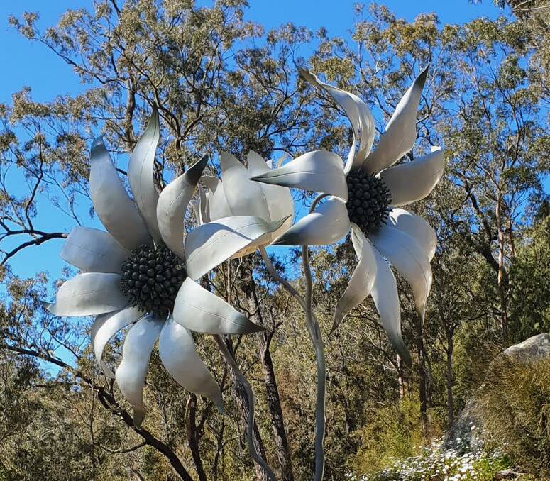 From the catalogue: Actinotus Helianthi, the flannel flower, which thrives on rocky ridge tops, in sandy soil, found in Wollombi Valley, by Amanda Lockton, of Fernances Crossing.