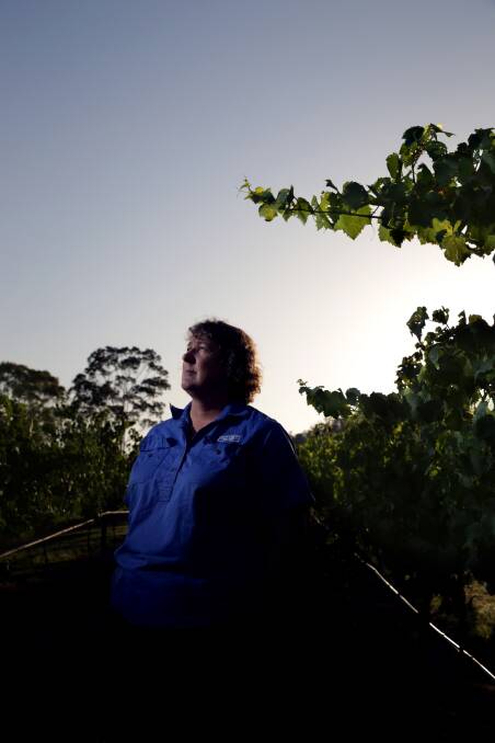 COPING: Viticulturist Liz Riley in the Winmark vineyard in January during vintage. Picture: Simone De Peak