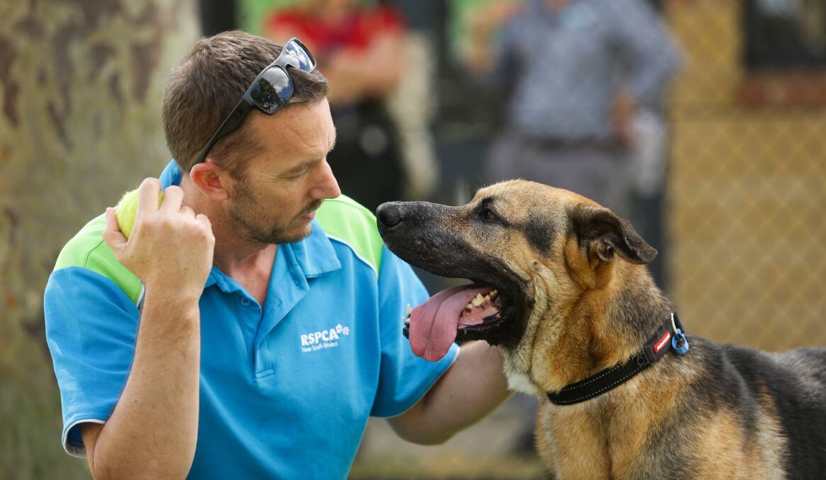 FUR-ENDS: Dexter the German Shepherd cross with RSPCA Hunter manager Glenn Smith. The sweet pooch needs a home. Picture: Jonathan Carroll
