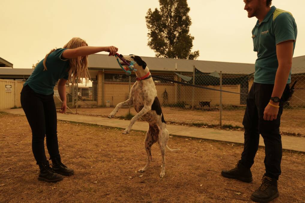 FUR-EVER: Diva the Greyhound found a new home after more than 130 days in foster care at the Rutherford shelter.