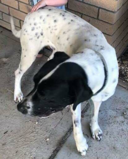 Missing dog named Spot