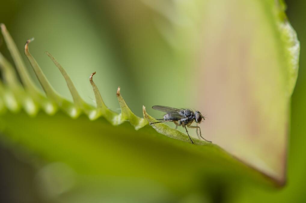 PLANTS WITH BITE: A fly walks along the edge of a Venus fly trap plant. Picture: Wolter Peeters,