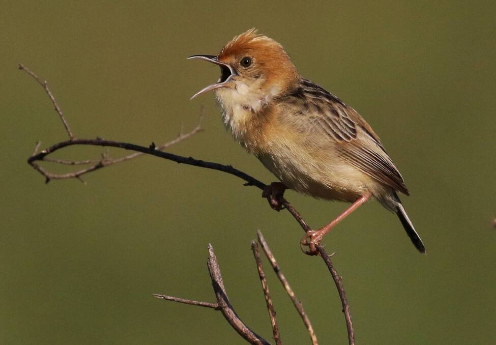 ON HIGH: The Cristicola male up high and calling.