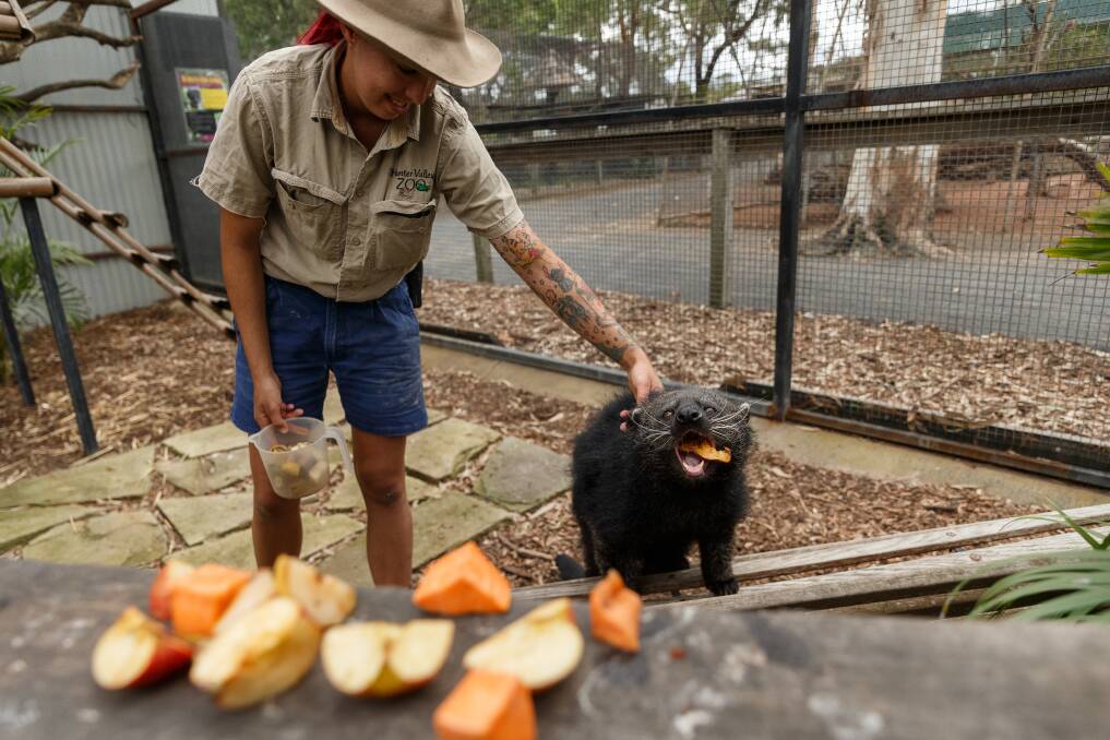 FEEDING: Zoo keeper Taz Menzies with Boogle the Binturong at Hunter Valley Zoo where they are sharing daily videos of the animals. Picture: Max Mason-Hubers