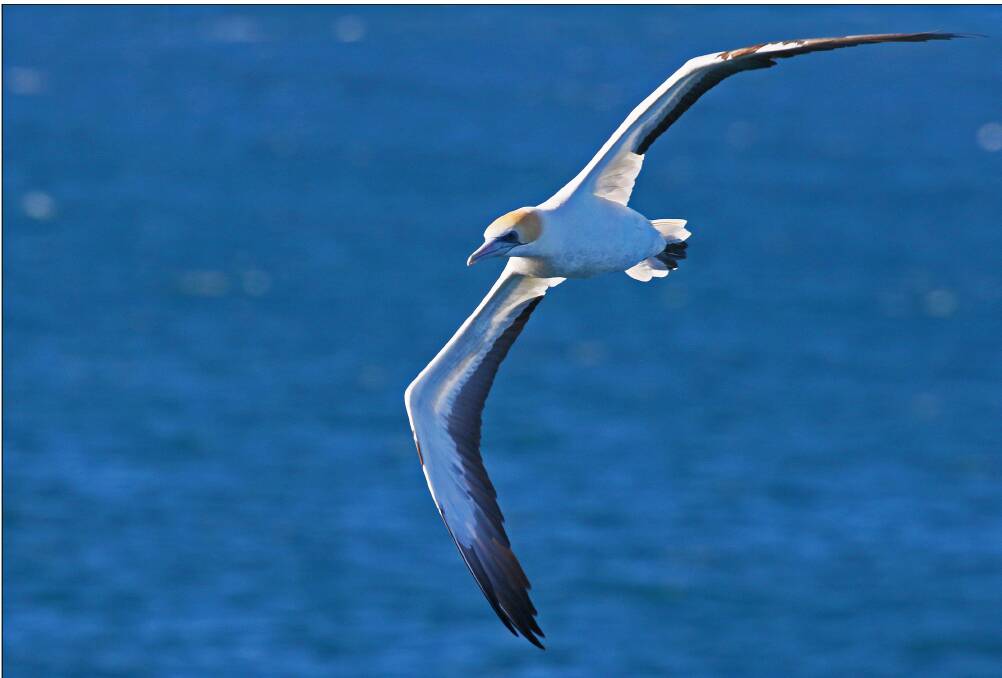 SOARING ABOVE SEA LEVEL: Immature Gannets take some five years to reach breeding stage. Pictures: Jim Thomson