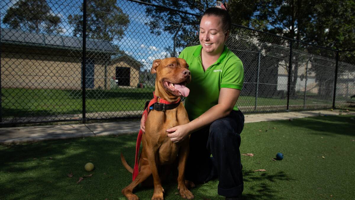 FUR-EVER: Hunter RSPCA's Emma Craig with Deisel who was left the lonely pooch when the shelter was cleared over the weekend. Picture: Marina Neil