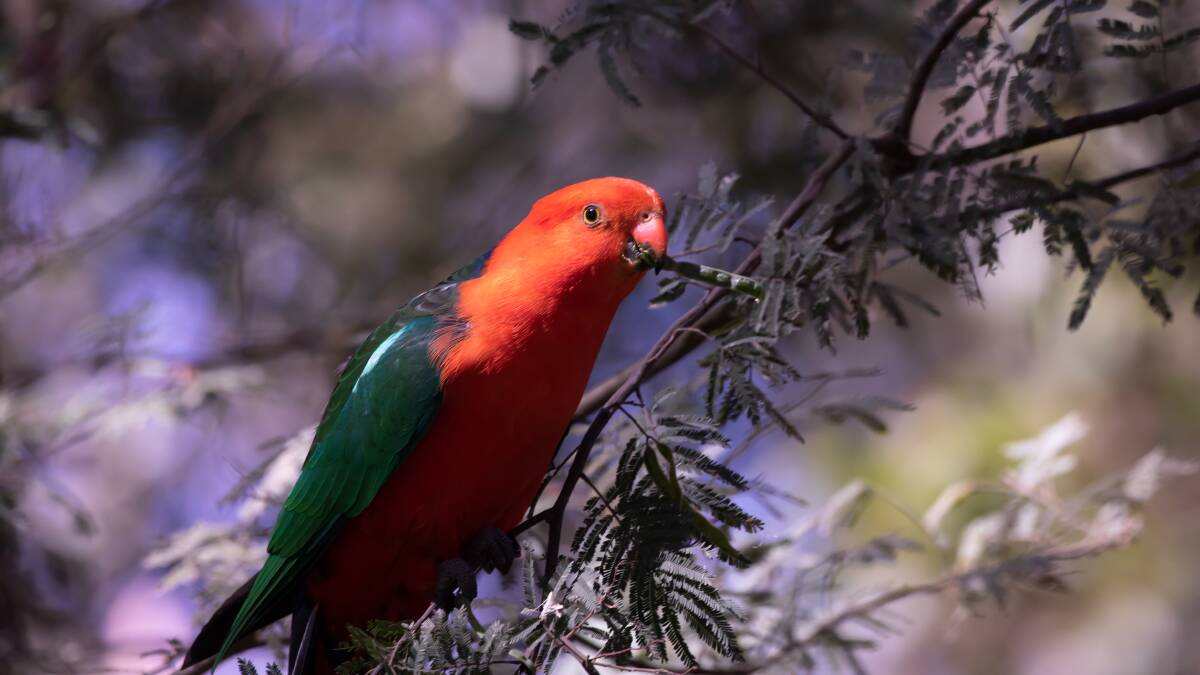 Bird Watch | Spring brings one of 'best' bird watching times