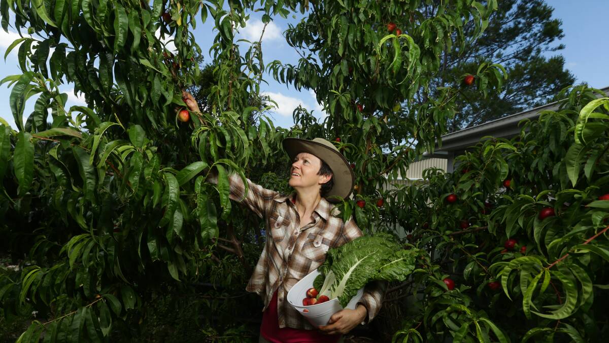 HELP: Liz Griffiths of Slow Food Hunter Valley, pictured, is urging people to donate their excess backyard produce to help drought affected Upper Hunter farmers. Picture: Jonathan Carroll