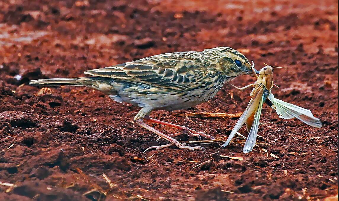ALWAYS ON THE MOVE: An Australian Pipit with an insect, photographed on the Atherton Tablelands.