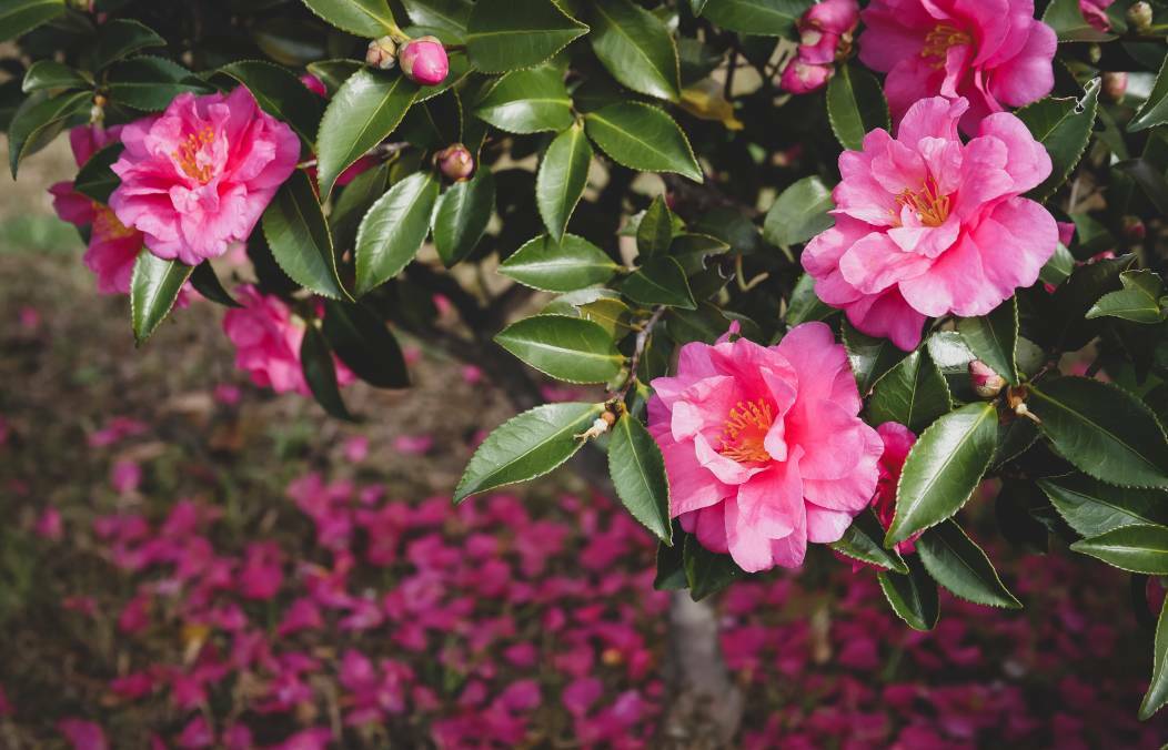 COLOURFUL: Sasanqua camellias require very little water and are available in varieties that produce flowers in a range of colours including white, red and pink.