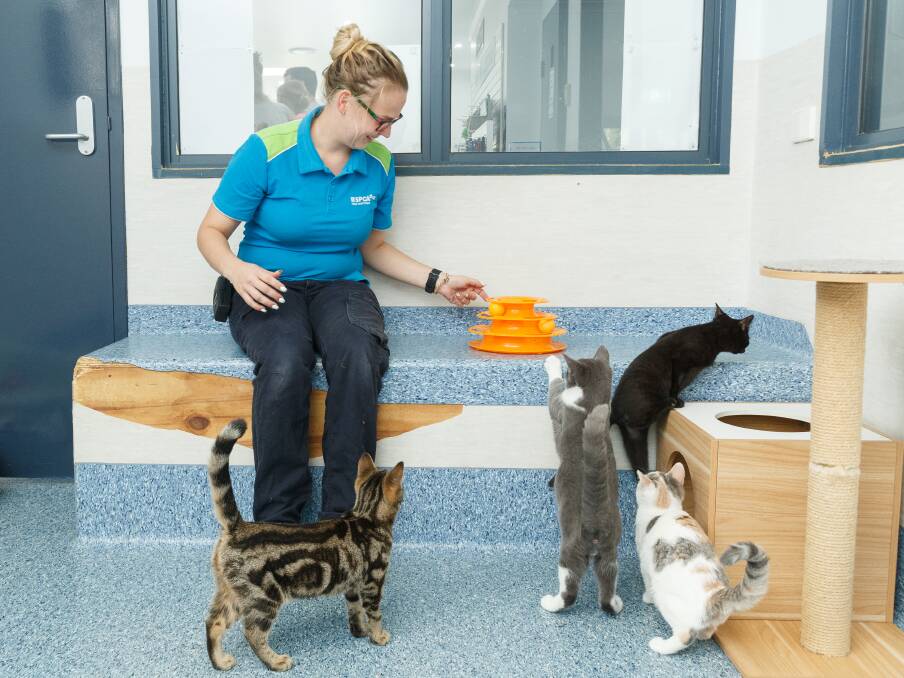 FUR-EVER HOME: Hunter RSPCA team leader Kristen Day with some of the kittens up for adoption at the Rutherford shelter. Picture: Max Mason-Hubers