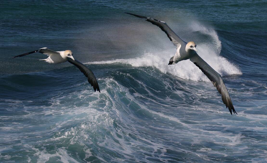 FLYING HIGH: The seabird Gannet, both immature and adult, feed in areas for short periods of time before moving on. 